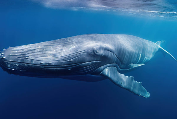 The Truth About Complex Digital Advertising SaaS Platforms: They Only Work for Whales