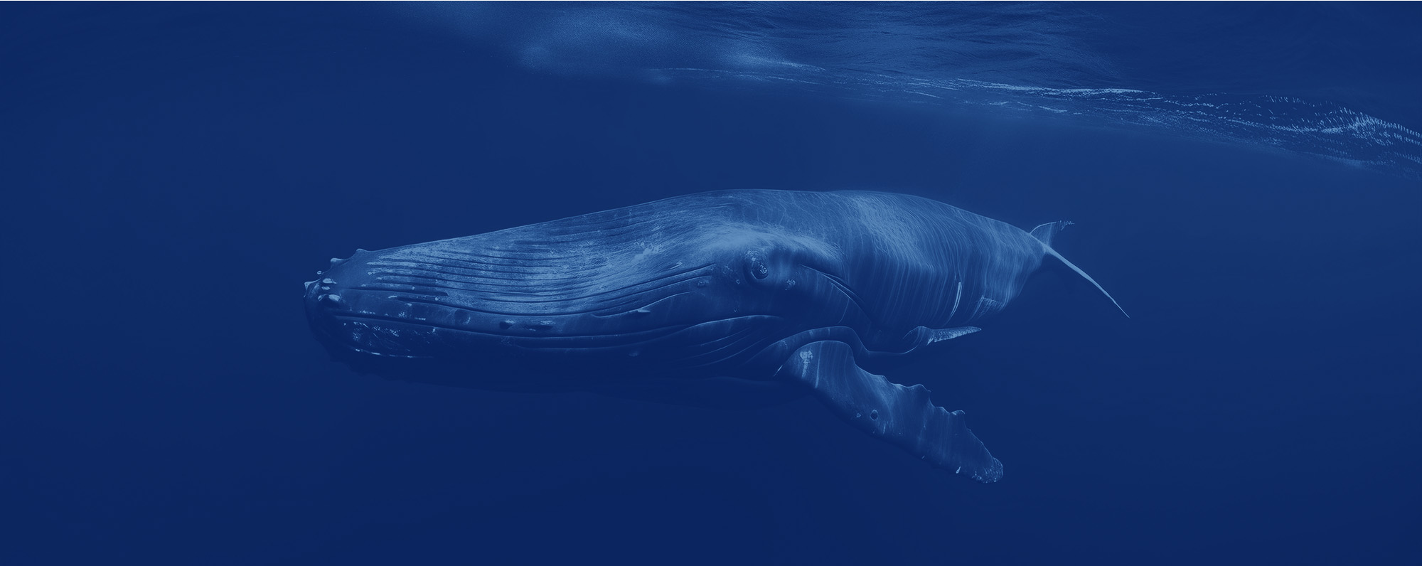 The Truth About Complex Digital Advertising SaaS Platforms: They Only Work for Whales